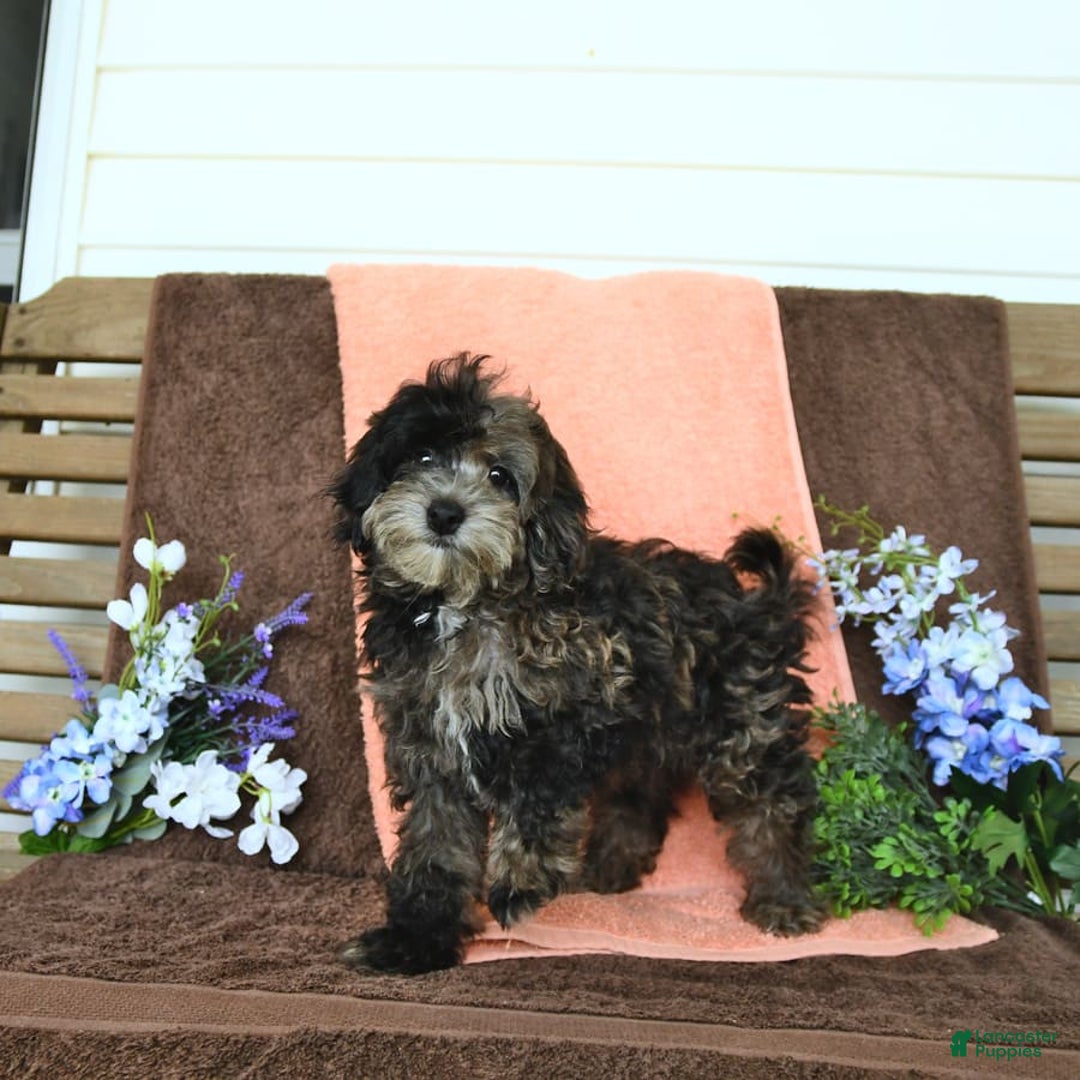 Miniature Poodle dogs for sale: Oakley - Image 7