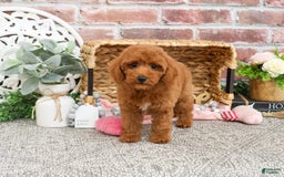 Miniature Poodle dogs for sale: Glamour - Image 4