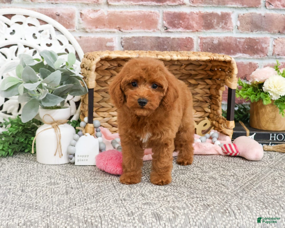 Miniature Poodle dogs for sale: Glamour - Image 4