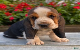 Basset Hound dogs for sale: Isabelle - Image 9