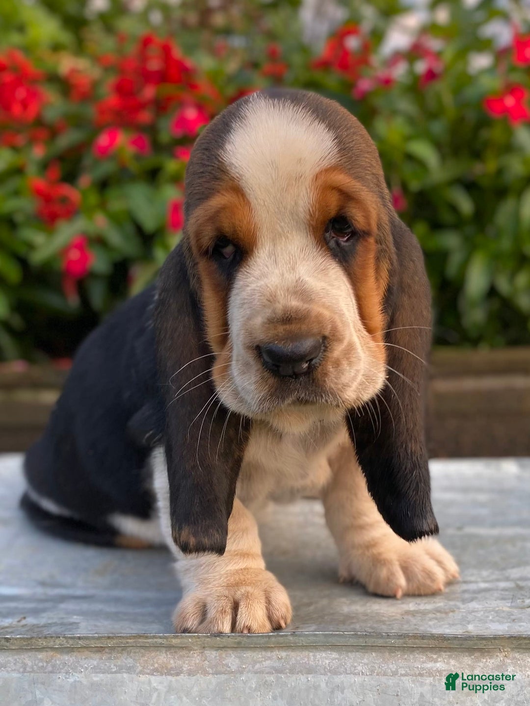 Basset Hound dogs for sale: Isabelle - Image 9