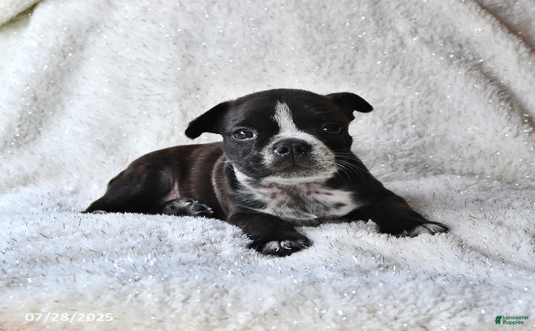 Boston Terrier dogs for sale - Ad 3