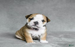 English Bulldog dogs for sale: Martha - Image 4