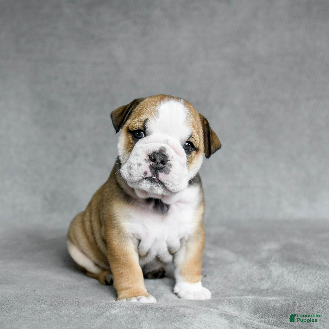 English Bulldog dogs for sale: Martha - Image 4