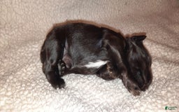 Miniature Schnauzer dogs for sale: Girl2 - Image 10
