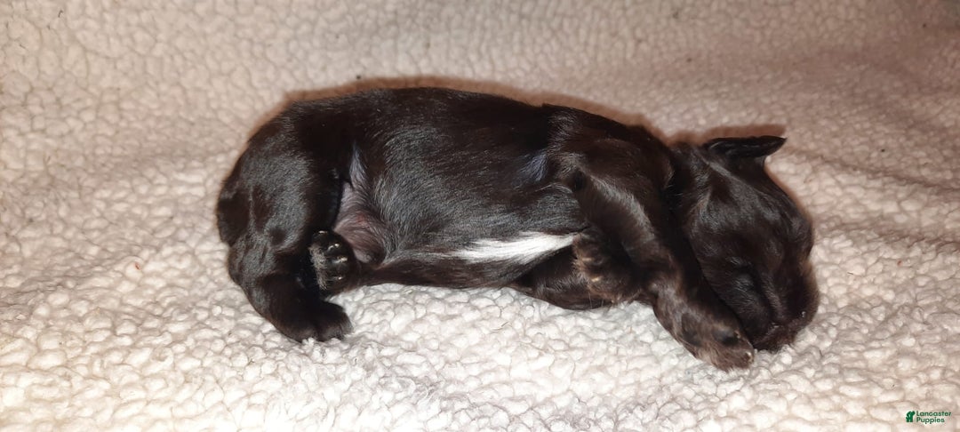 Miniature Schnauzer dogs for sale: Girl2 - Image 10