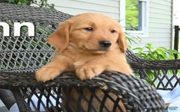 Golden Retriever dogs for sale: Lynn - Image 3