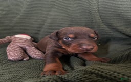 Doberman Pinscher dogs for sale: RED - Image 1