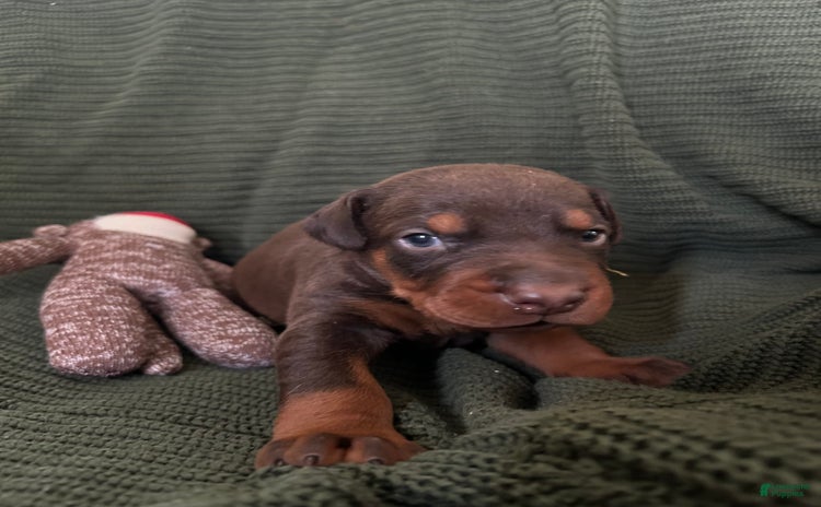 Doberman Pinscher dogs for sale - Ad 5