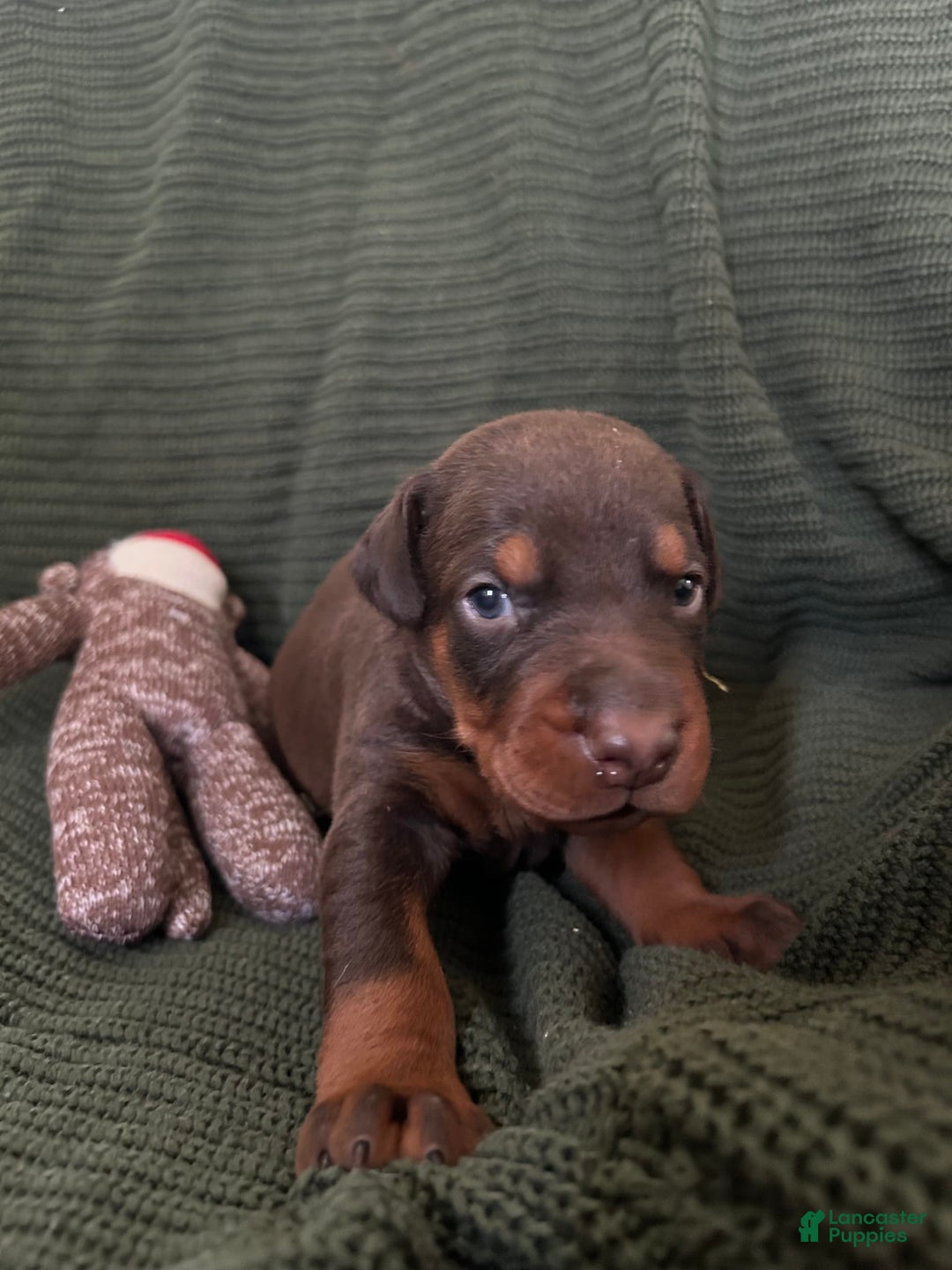 Doberman Pinscher dogs for sale: RED - Image 1
