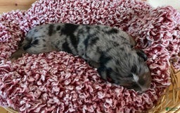 Australian Shepherd dogs for sale: Bat Masterson - Image 1