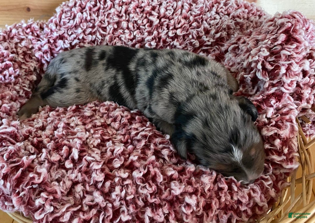 Australian Shepherd dogs for sale: Bat Masterson - Image 1