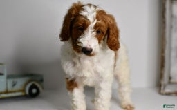 Mini Goldendoodle dogs for sale: Hunter - Image 7