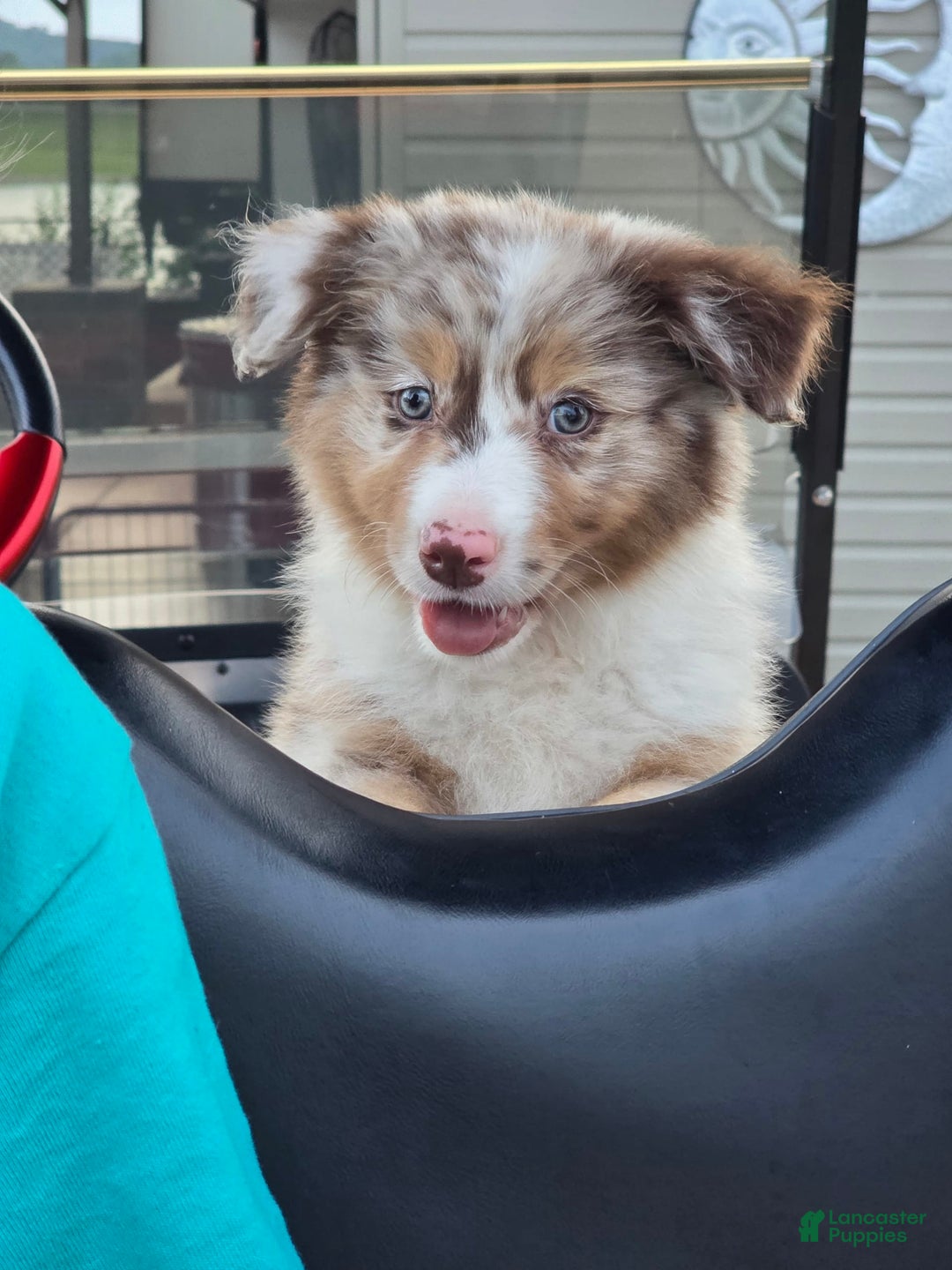 Australian Shepherd dogs for sale: Australian Shepherd 4 puppies - Image 3