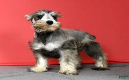 Miniature Schnauzer dogs for sale: Winston - Image 7