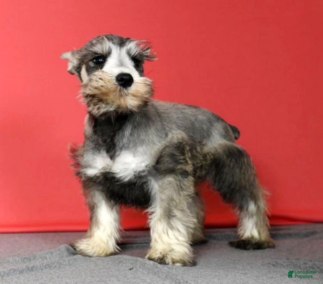 Miniature Schnauzer dogs for sale: Winston - Image 7
