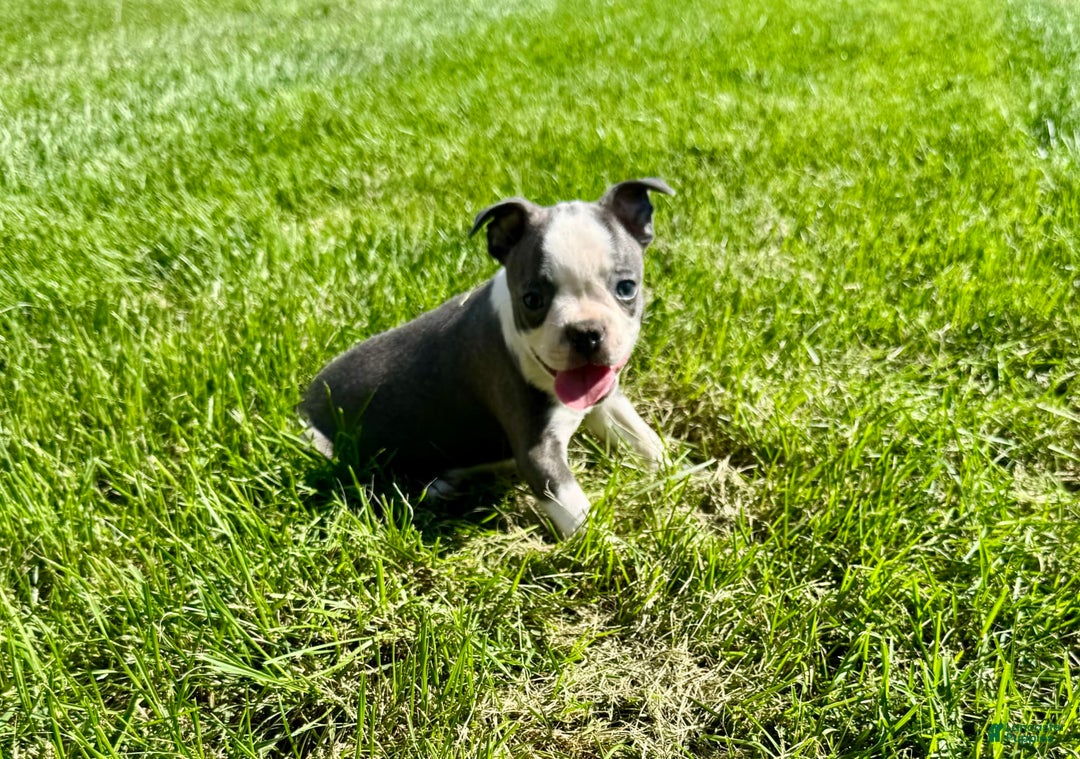 Boston Terrier dogs for sale: Lisa - Image 2