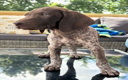 German Shorthaired Pointer dogs for sale: Dixie - Image 2