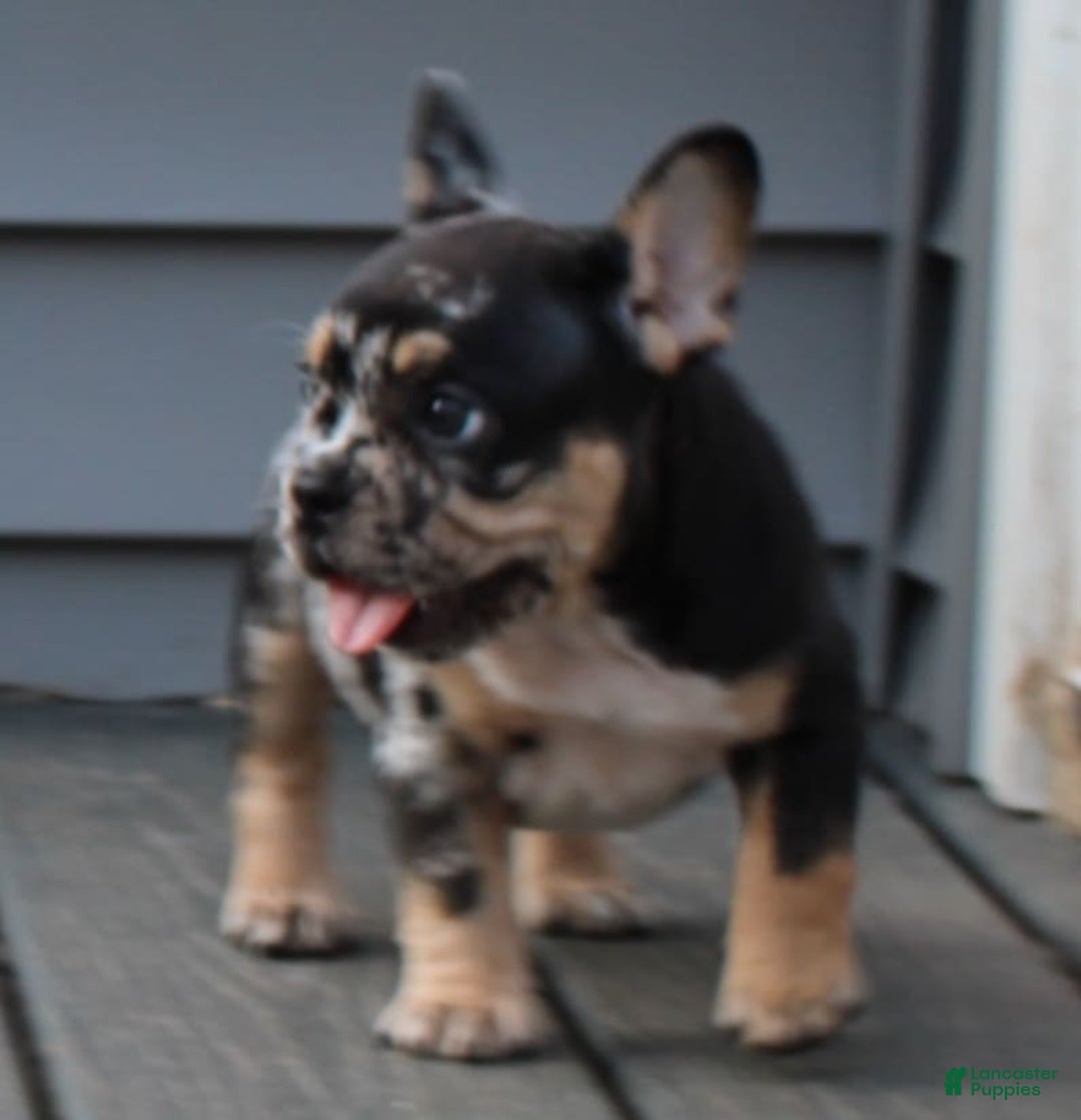 French Bulldog dogs for sale: Peaches - Image 2