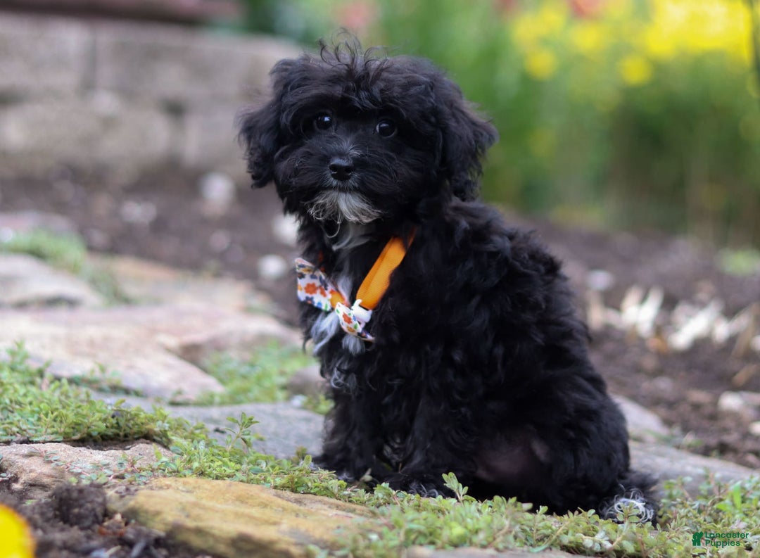 Yorkiepoo dogs for sale: Moses - Image 13