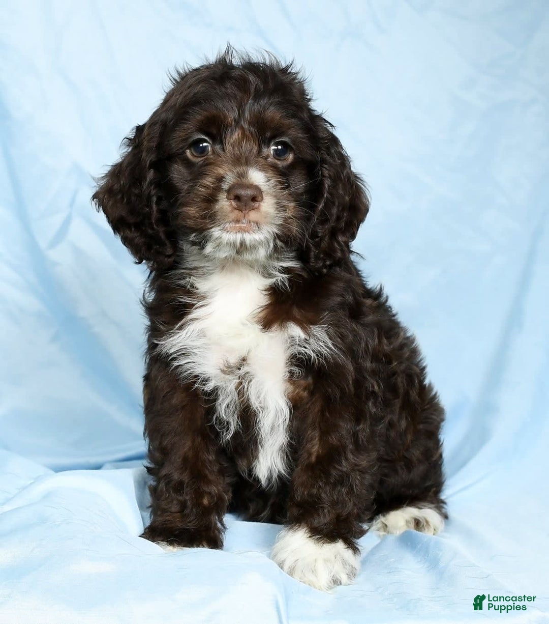 Cockapoo dogs for sale: Victor - Image 7