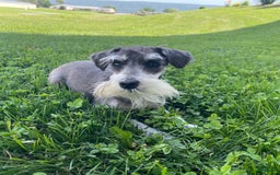 Miniature Schnauzer dogs for sale: Tillie - Image 5