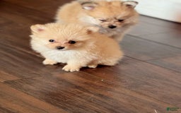 Pomeranian dogs for sale: Fluffy - Image 1