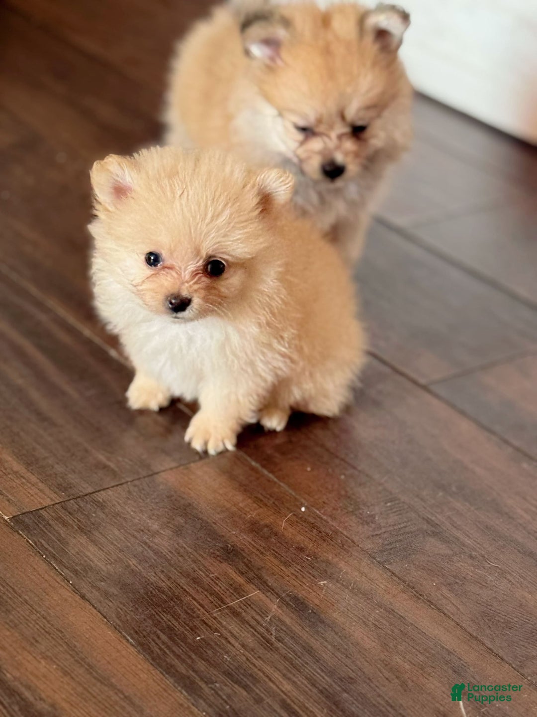 Pomeranian dogs for sale: Fluffy - Image 1