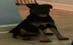 Belgian Malinois dogs for sale: Nadja - Image 4