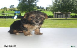 Yorkiepoo dogs for sale: Sammy - Image 14