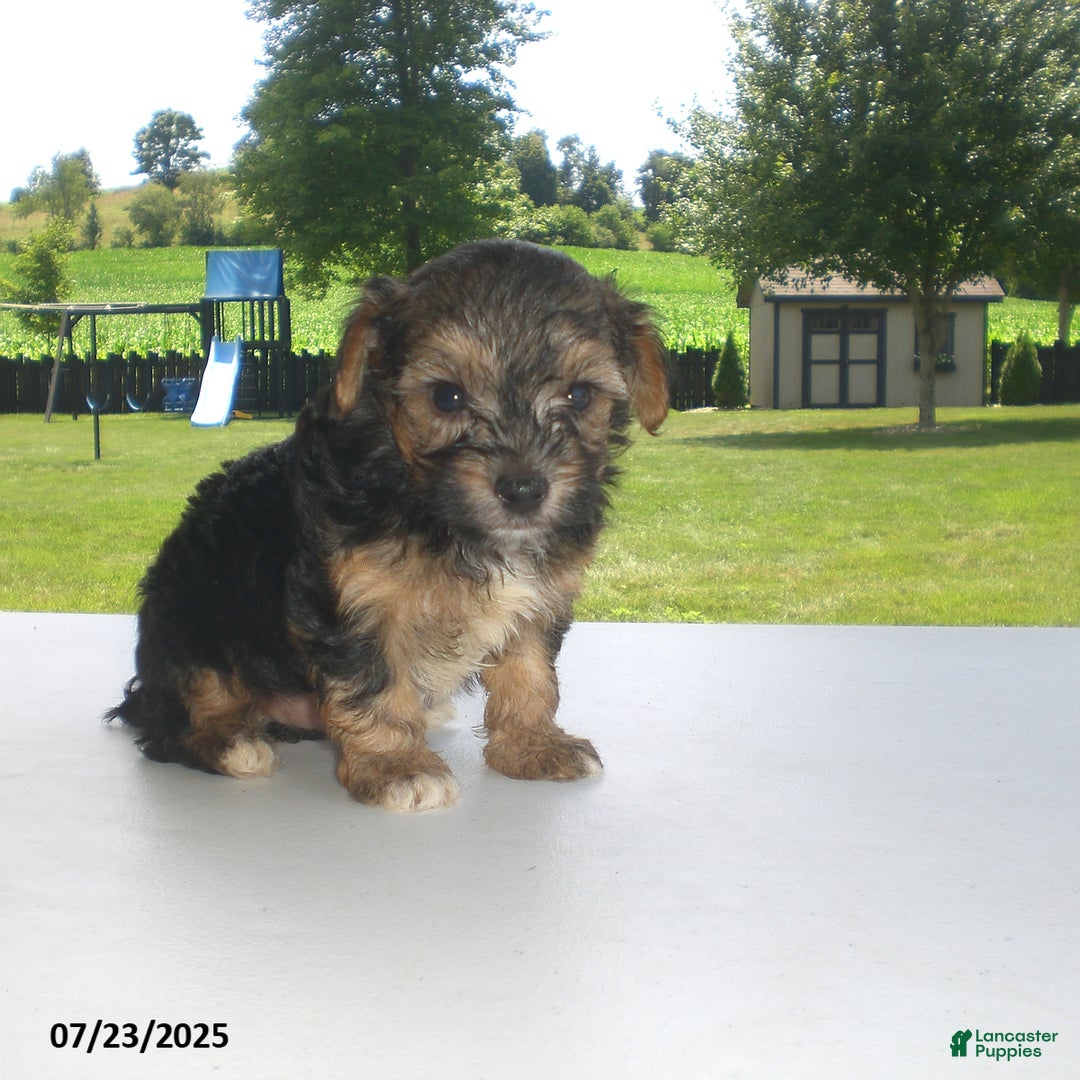 Yorkiepoo dogs for sale: Sammy - Image 14