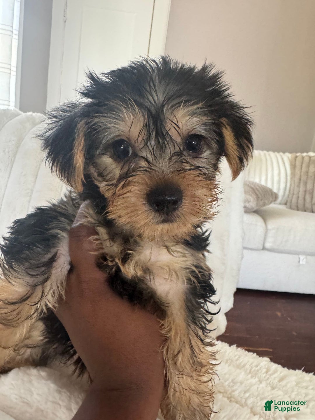Yorkshire Terrier dogs for sale: Little Mama - Image 1