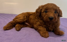 Mini Goldendoodle dogs for sale: Molly - Image 3
