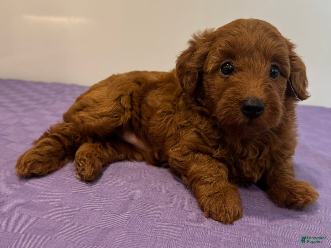 Mini Goldendoodle dogs for sale: Molly - Image 3