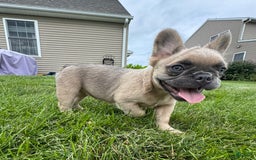 French Bulldog dogs for sale: Lilly - Image 10