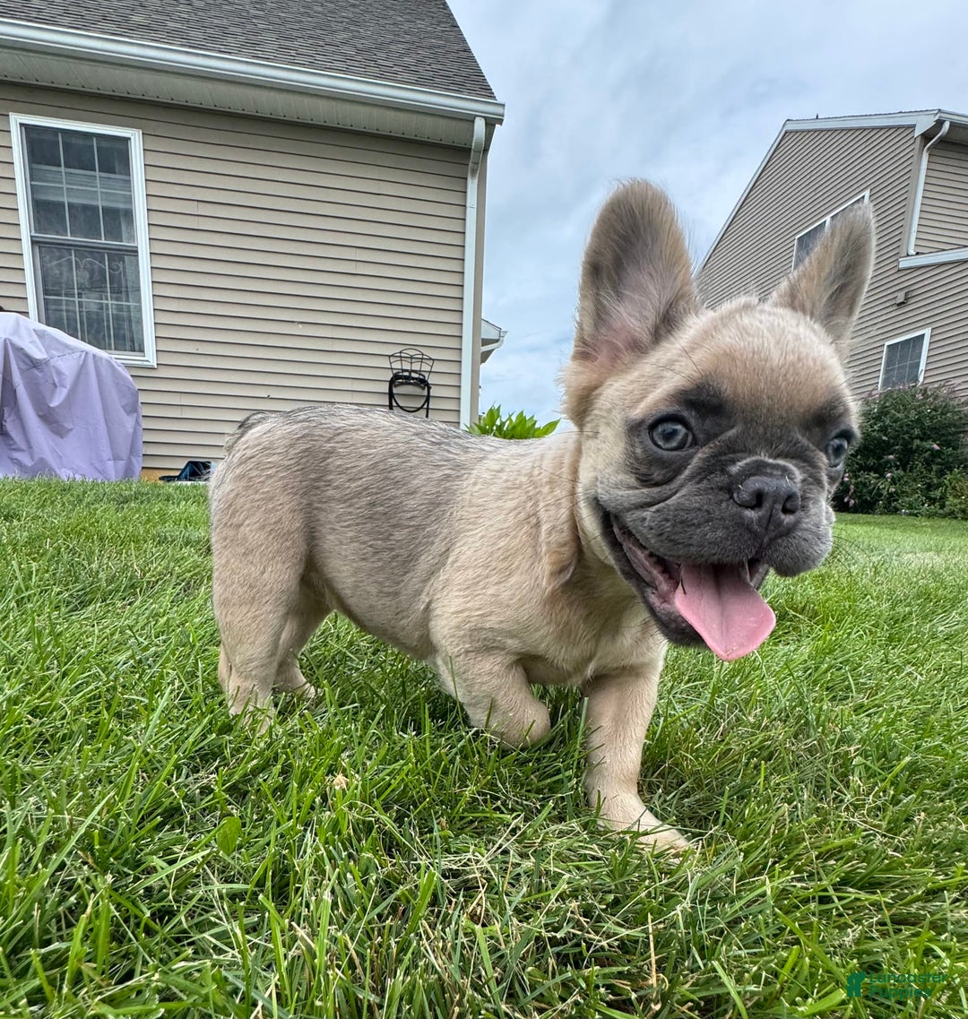 French Bulldog dogs for sale: Lilly - Image 10
