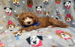 Cavapoo dogs for sale: Plankton - Image 6