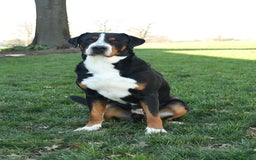 Greater Swiss Mountain Dog dogs for sale: Goldie - Image 16