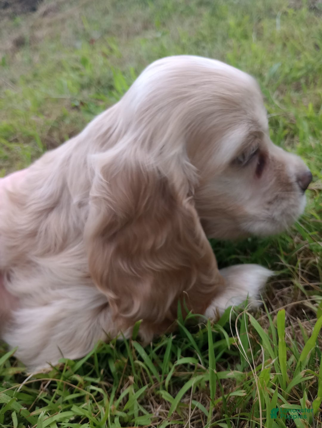 Cocker Spaniel dogs for sale: Marshmallow - Image 13
