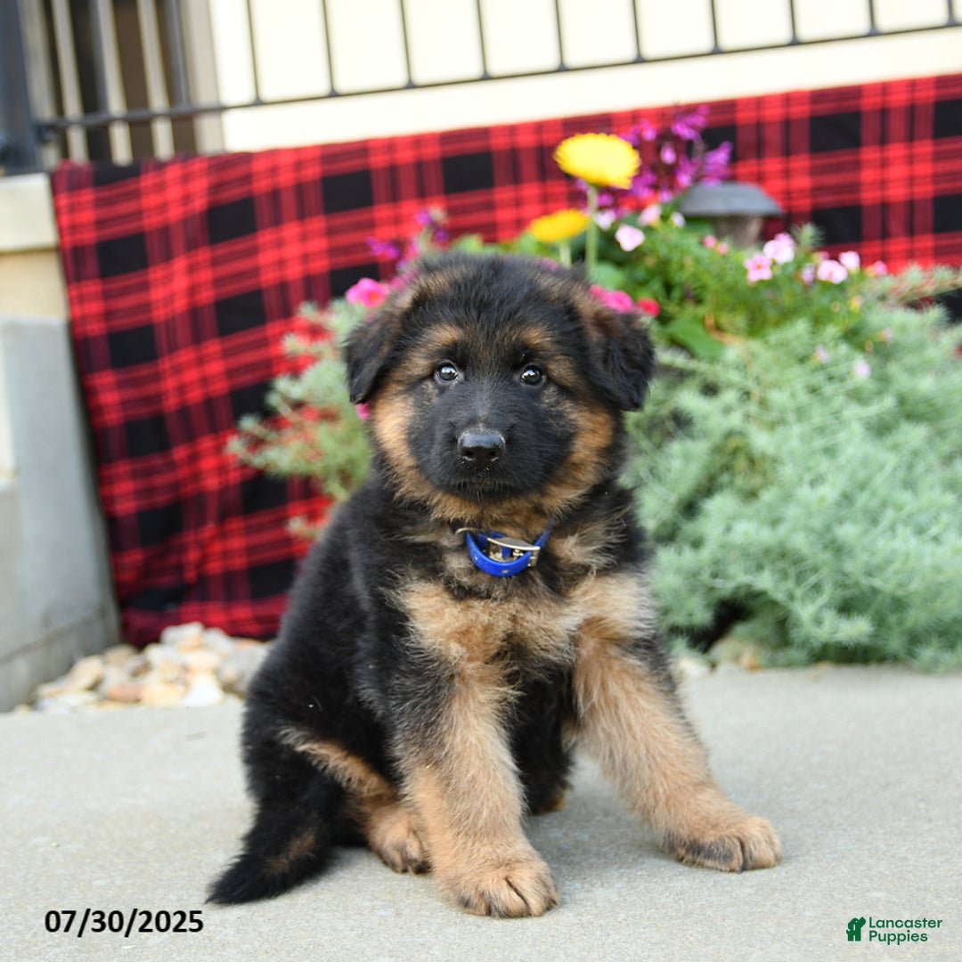 German Shepherd dogs for sale: Hawk - Image 3