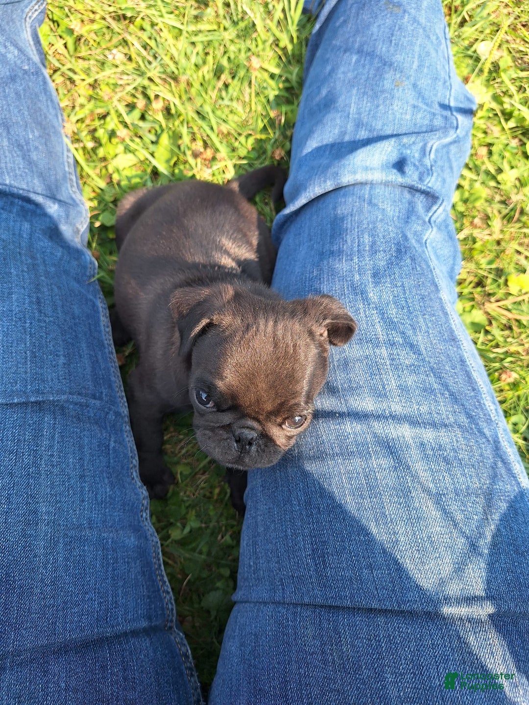 Pug dogs for sale: Remington - Image 1