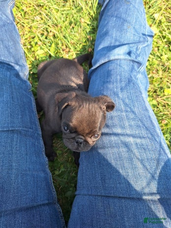 Pug dogs for sale - Ad 1