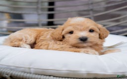 Maltipoo dogs for sale: Vincent - Image 5