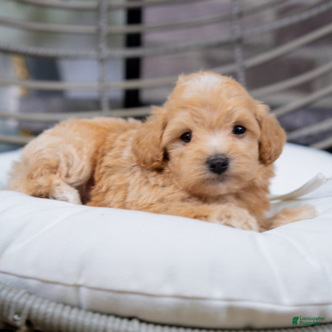 Maltipoo dogs for sale: Vincent - Image 5