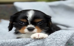 Cavalier King Charles Spaniel dogs for sale: Conny - Image 1