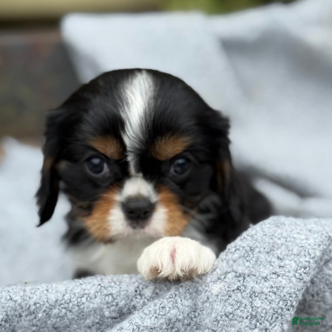 Cavalier King Charles Spaniel dogs for sale: Conny - Image 1