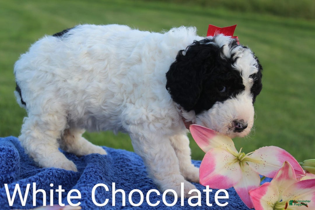 Spanish Water Dog dogs for sale: White Chocolate - Image 3