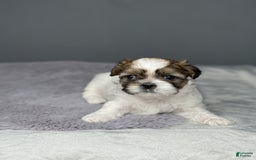 Shih Tzu dogs for sale: Marty - Image 2