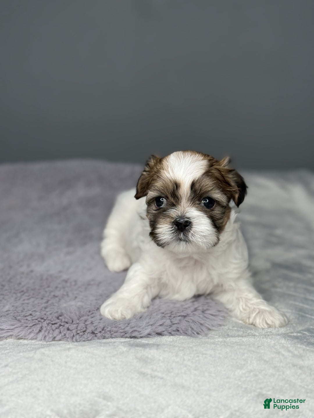 Shih Tzu dogs for sale: Marty - Image 2