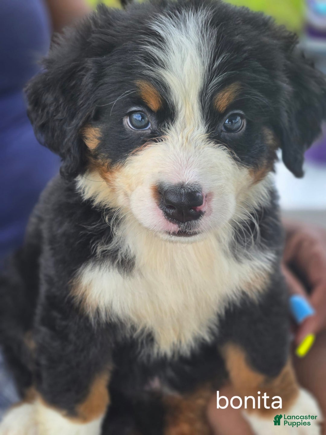 Bernese Mountain Dog dogs for sale: Bonita - Image 1